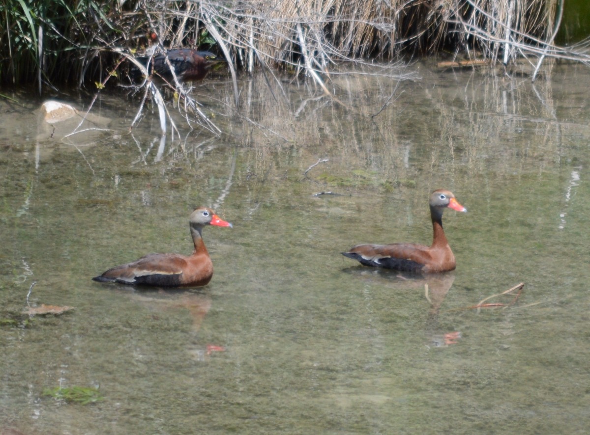 Two black-bellied whistling ducks swim calmly in shallow water, surrounded by tall grasses and reeds, showcasing their distinctive red bills.