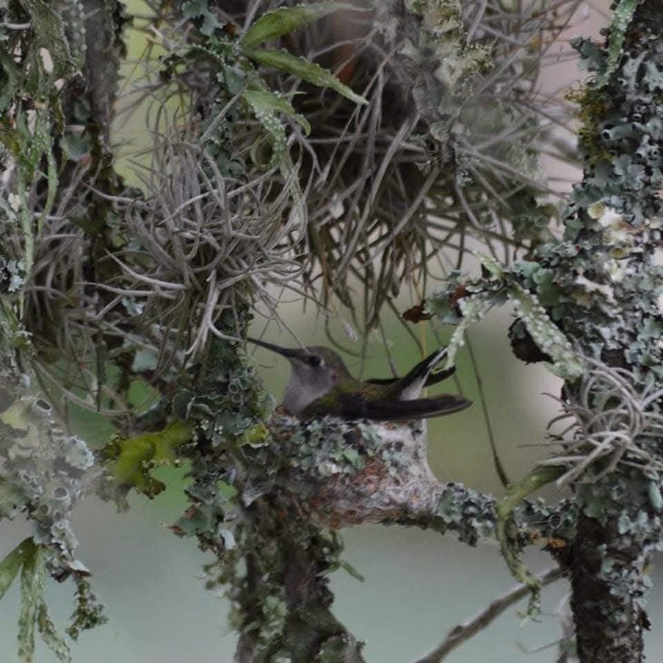 A hummingbird rests on its mossy nest, partially camouflaged by surrounding lichen and vegetation, showcasing its natural habitat.