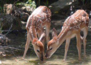 Fawns  